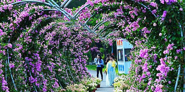 2025广州花都和美乡村三角梅赏花季活动盛大开幕    乡村振兴注入“美丽经济”活水